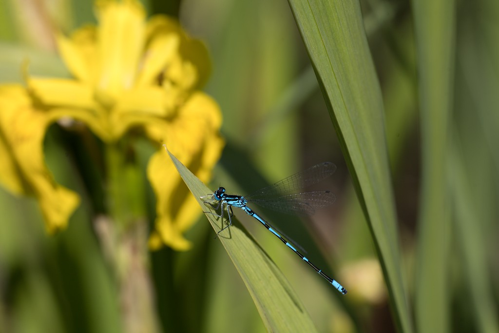 Enallagma cyathigerum Watersnuffel libellen libel insect insecten juffers juffer odonata anisoptera zygoptera waterjuffers fauna waterjuffer larve